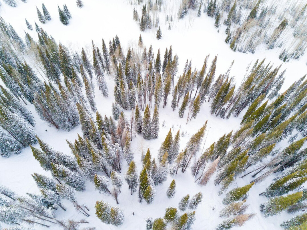 drone in forest